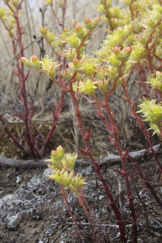 Image of Dudleya multicaulis by no rights reserved