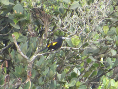 Cacicus chrysonotus