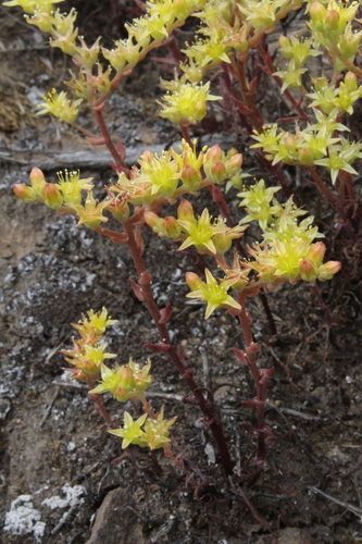 Image of Dudleya multicaulis by no rights reserved