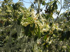 Prunus ilicifolia ilicifolia