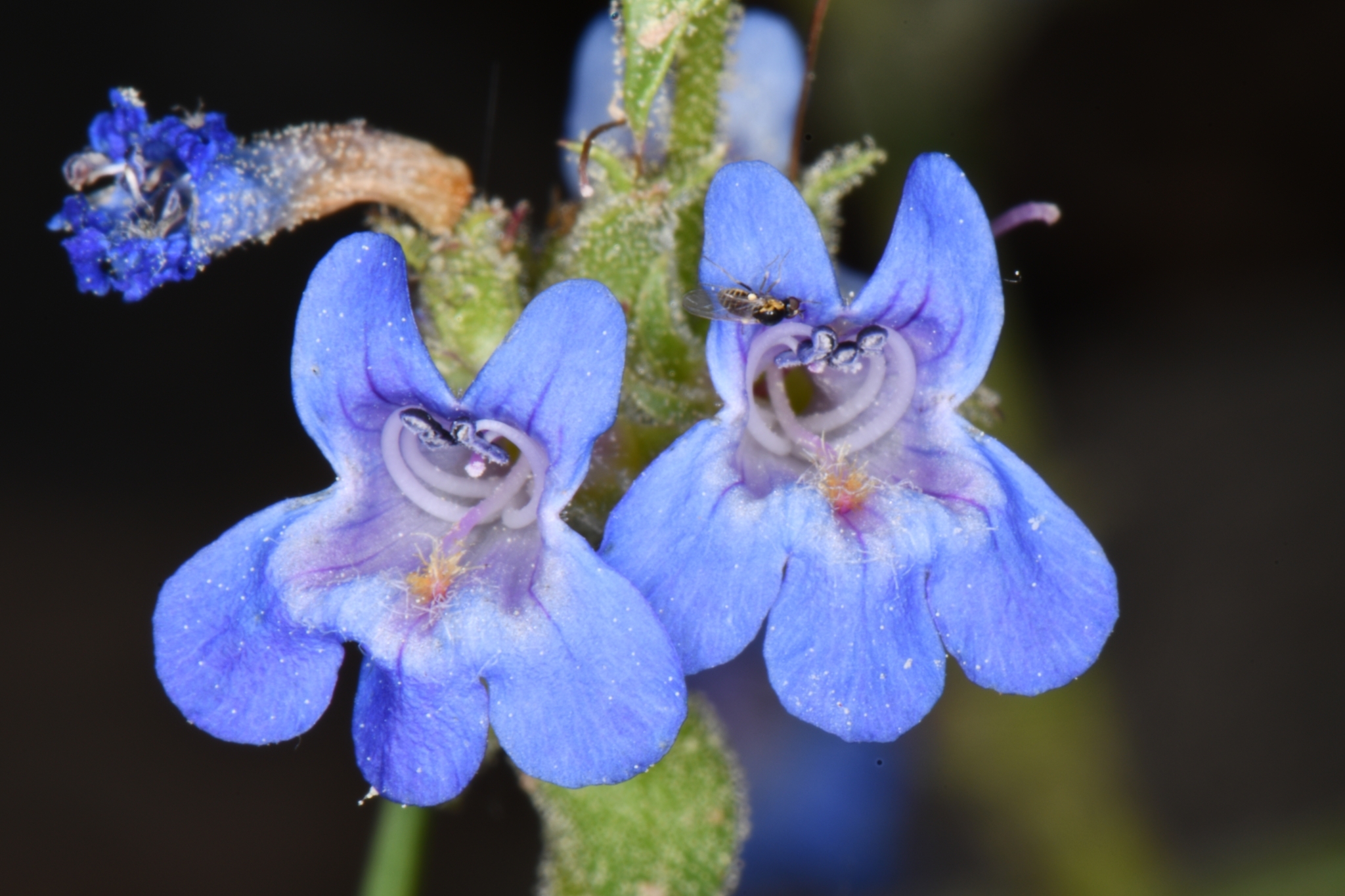 Penstemon humilis var. obtusifolius
