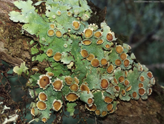 Lobariella