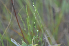 Polygonum tenue