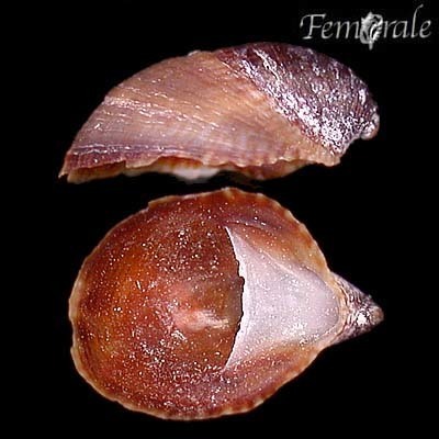 Crepidula incurva