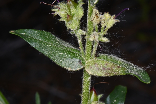 Image of Penstemon humilis by (c) Darrin Gobble, some rights reserved (CC BY)