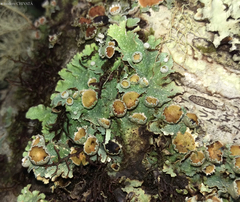 Lobariella