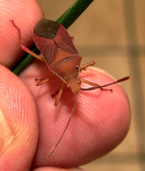 Pseudotheraptus wayi