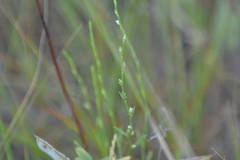 Polygonum tenue