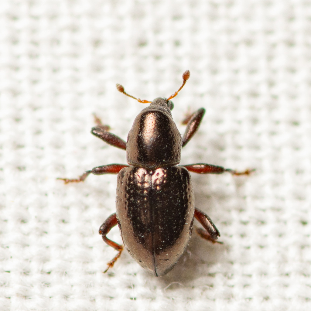 Tyloderma capitale