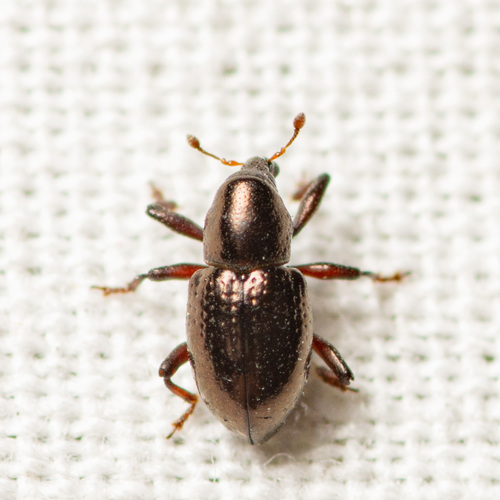 Tyloderma capitale