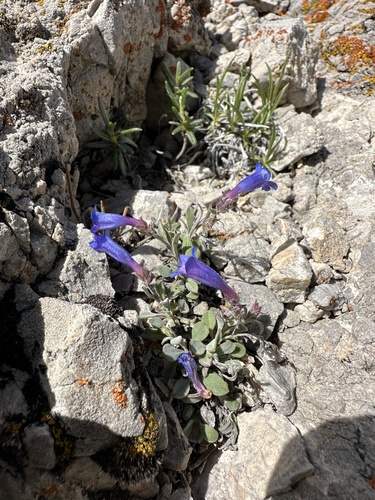 Image of Penstemon nanus by (c) Matt Berger, some rights reserved (CC BY)