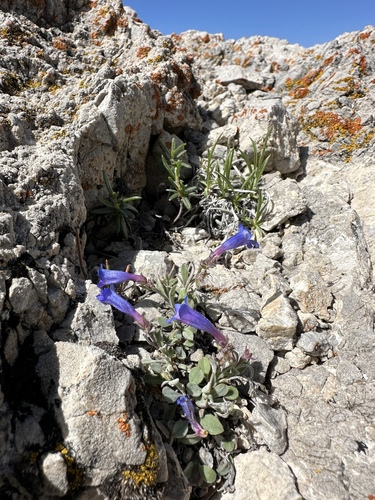 Dwarf Beardtongue (Penstemon nanus)