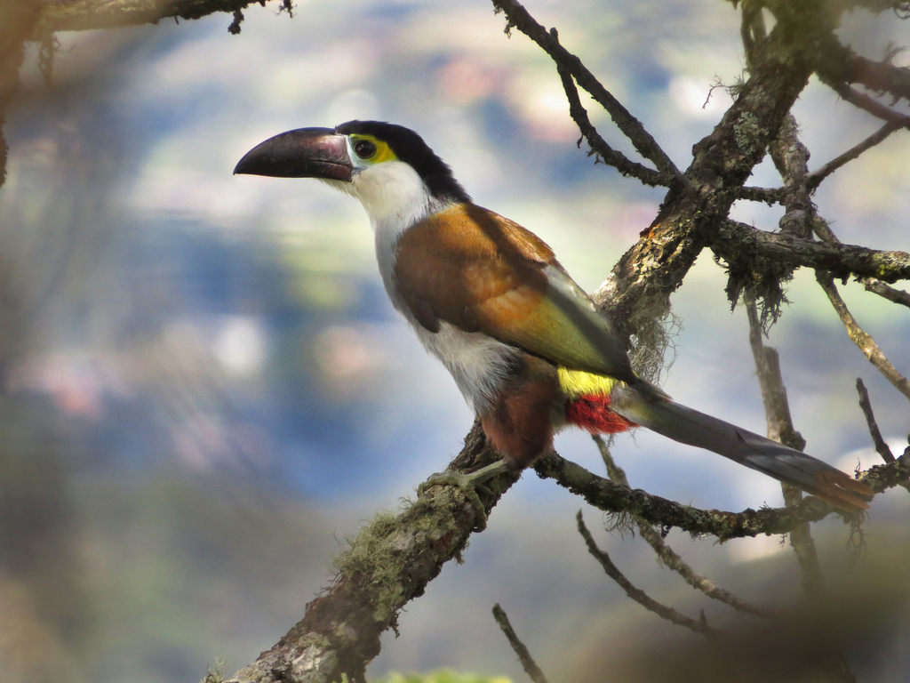 Black-Billed Mountain-Toucan