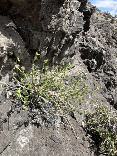 Image of Laphamia stansburyi by (c) Matt Berger, some rights reserved (CC BY)