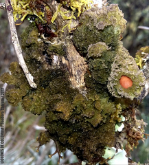 Leptogium phyllocarpum