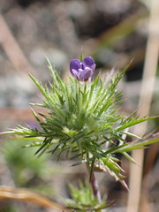 Navarretia mitracarpa
