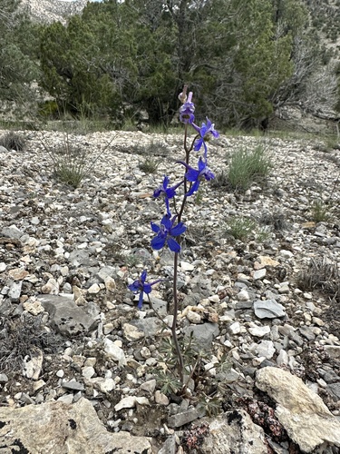 Image of Delphinium andersonii by (c) Matt Berger, some rights reserved (CC BY)
