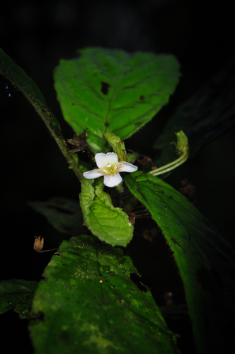 Napeanthus