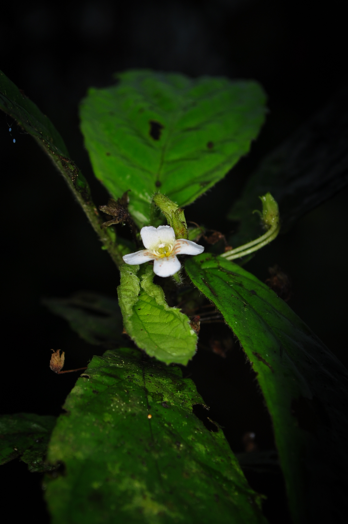 Napeanthus