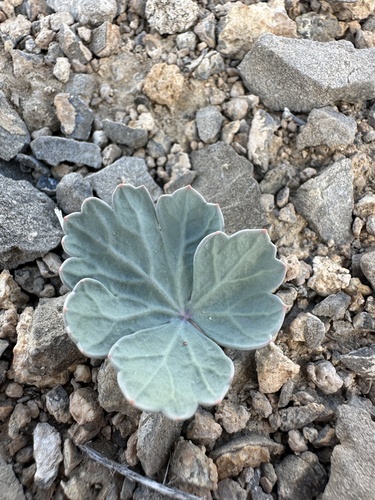 Image of Cymopterus basalticus by (c) Matt Berger, some rights reserved (CC BY)