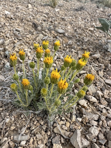 Image of Xanthisma grindelioides by (c) Matt Berger, some rights reserved (CC BY)