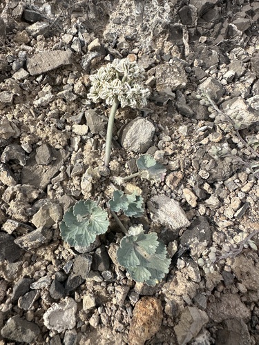 Image of Cymopterus basalticus by (c) Matt Berger, some rights reserved (CC BY)