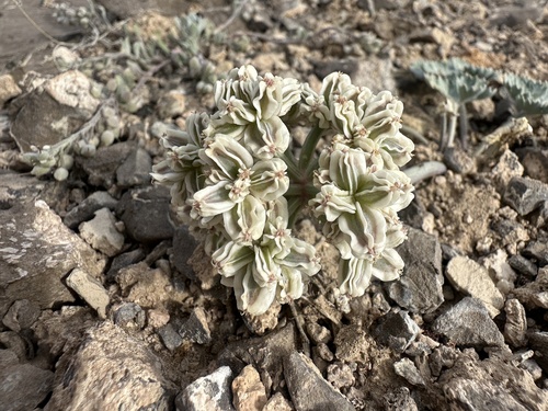 Image of Cymopterus basalticus by (c) Matt Berger, some rights reserved (CC BY)