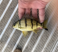 Banded Grunter photo 3