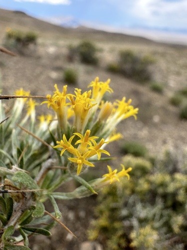 Image of Tetradymia nuttallii by (c) Matt Berger, some rights reserved (CC BY)