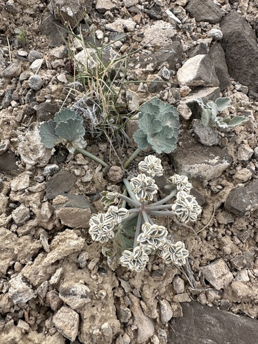 Basalt Springparsley (Cymopterus basalticus)