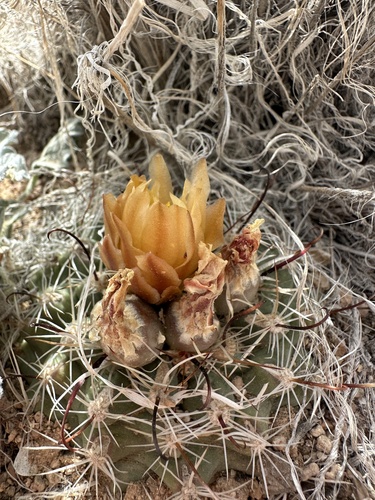 Sclerocactus pubispinus