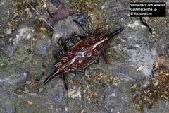 Gasteracantha diardi