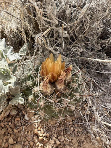 Sclerocactus pubispinus
