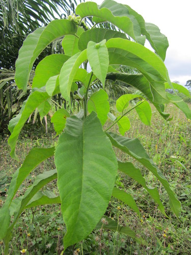 Image of Milicia excelsa by (c) Sunday Berlioz KAKPO, some rights reserved (CC BY)