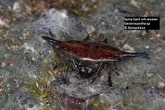 Gasteracantha diardi