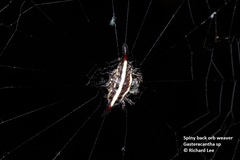 Gasteracantha diardi