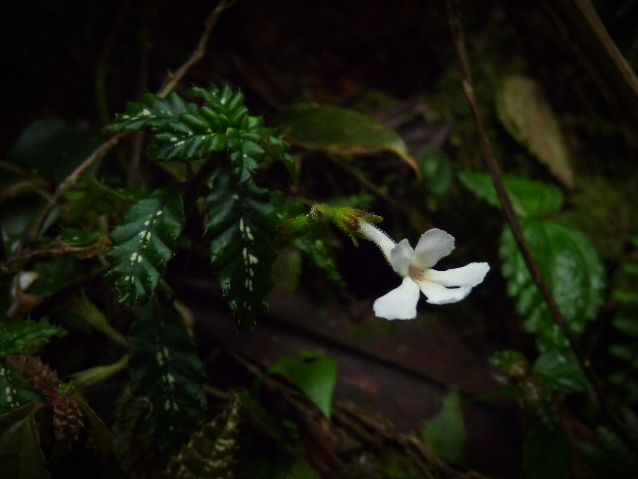 Cremosperma