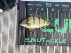Banded Grunter photo 2