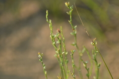 Polygonum tenue