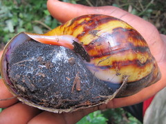 Archachatina marginata