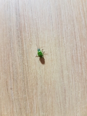 Diabroticina