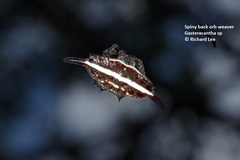 Gasteracantha diardi