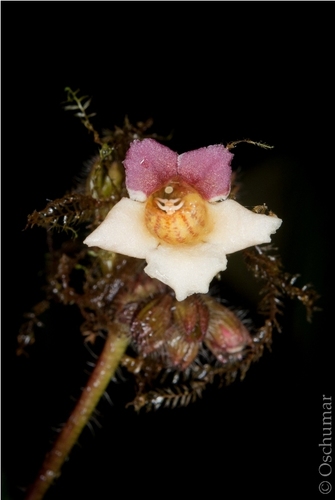 Cremosperma jucundum
