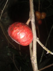 Ficus sur