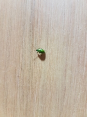 Diabroticina