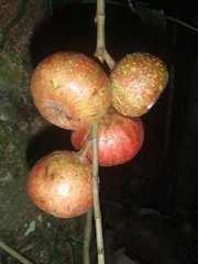 Ficus sur