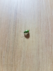 Diabroticina