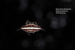 Gasteracantha diardi