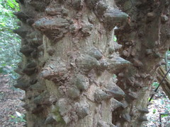 Zanthoxylum zanthoxyloides