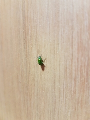 Diabroticina